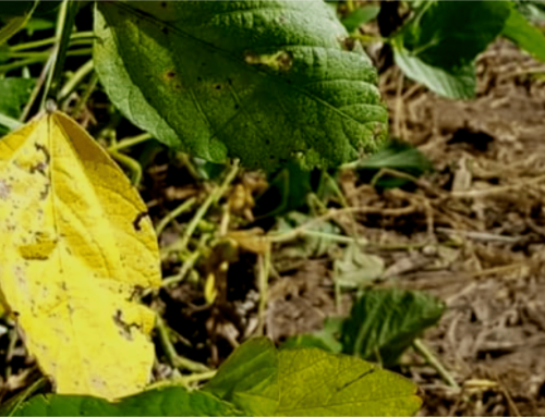 Fungicidas en soja: Resultados del 3er año de la Red de Ensayos Lares en la zona núcleo